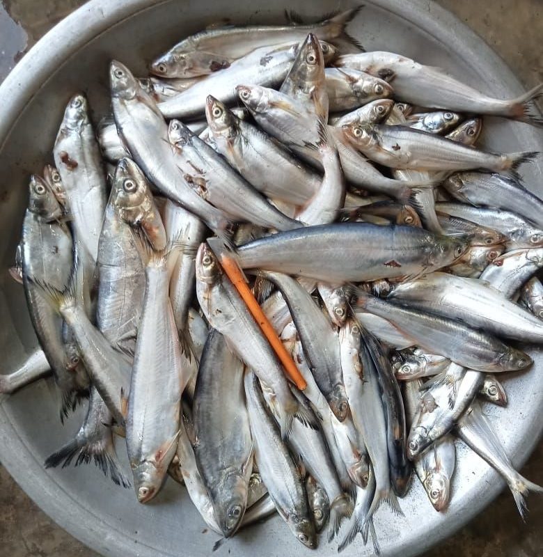 Bacha Mach (বাছা মাছ)