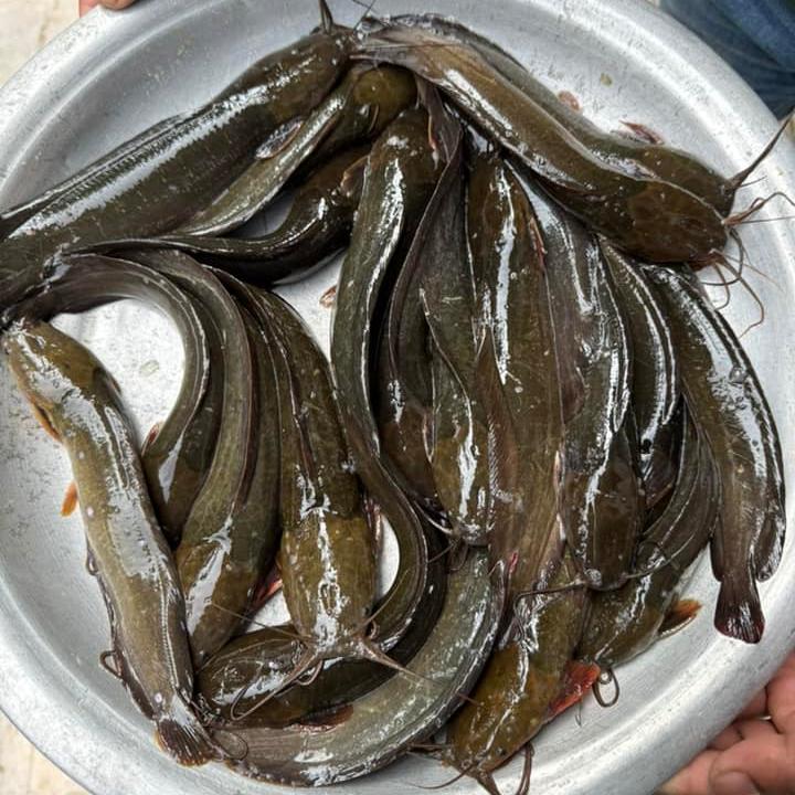 Biler Deshi Magur (বিলের দেশি মাগুর)