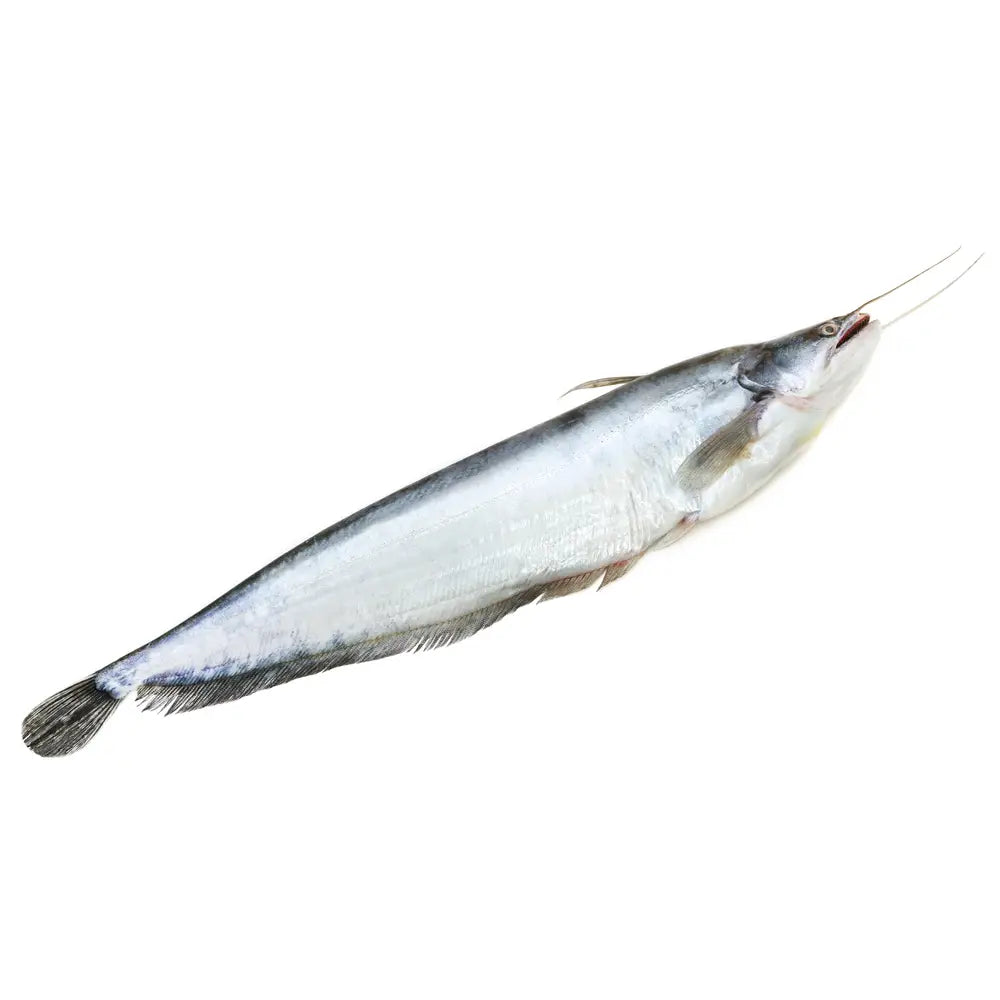 Boal Fish (বোয়াল মাছ)