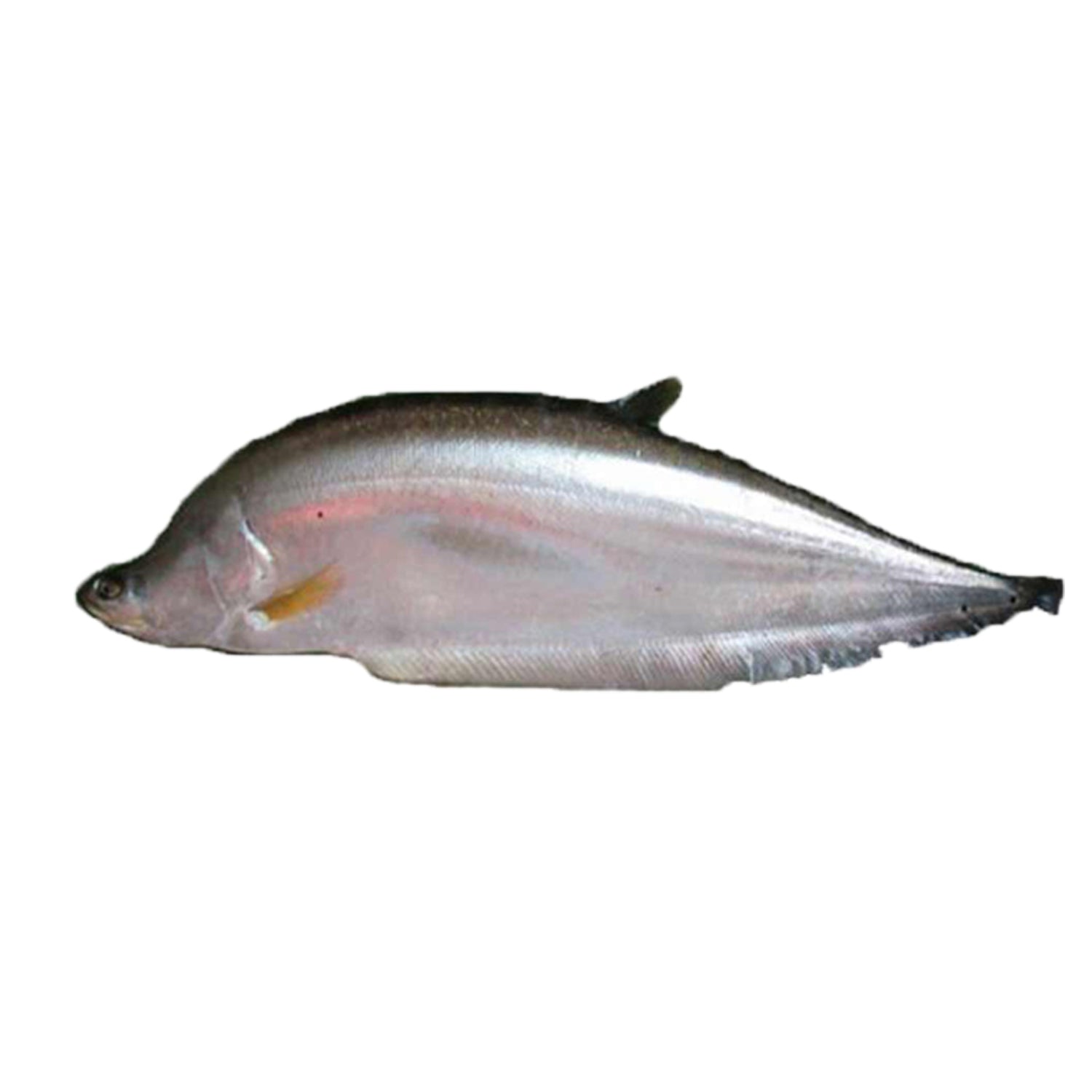 Chitol Mach (চিতল মাছ)