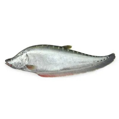 Chitol Mach (চিতল মাছ)