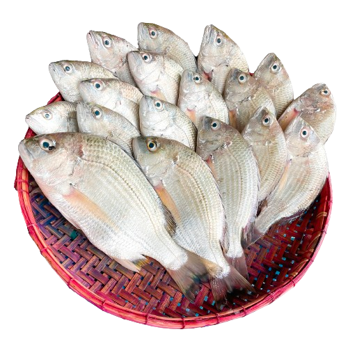 Datina Mach (দাতিনা মাছ)
