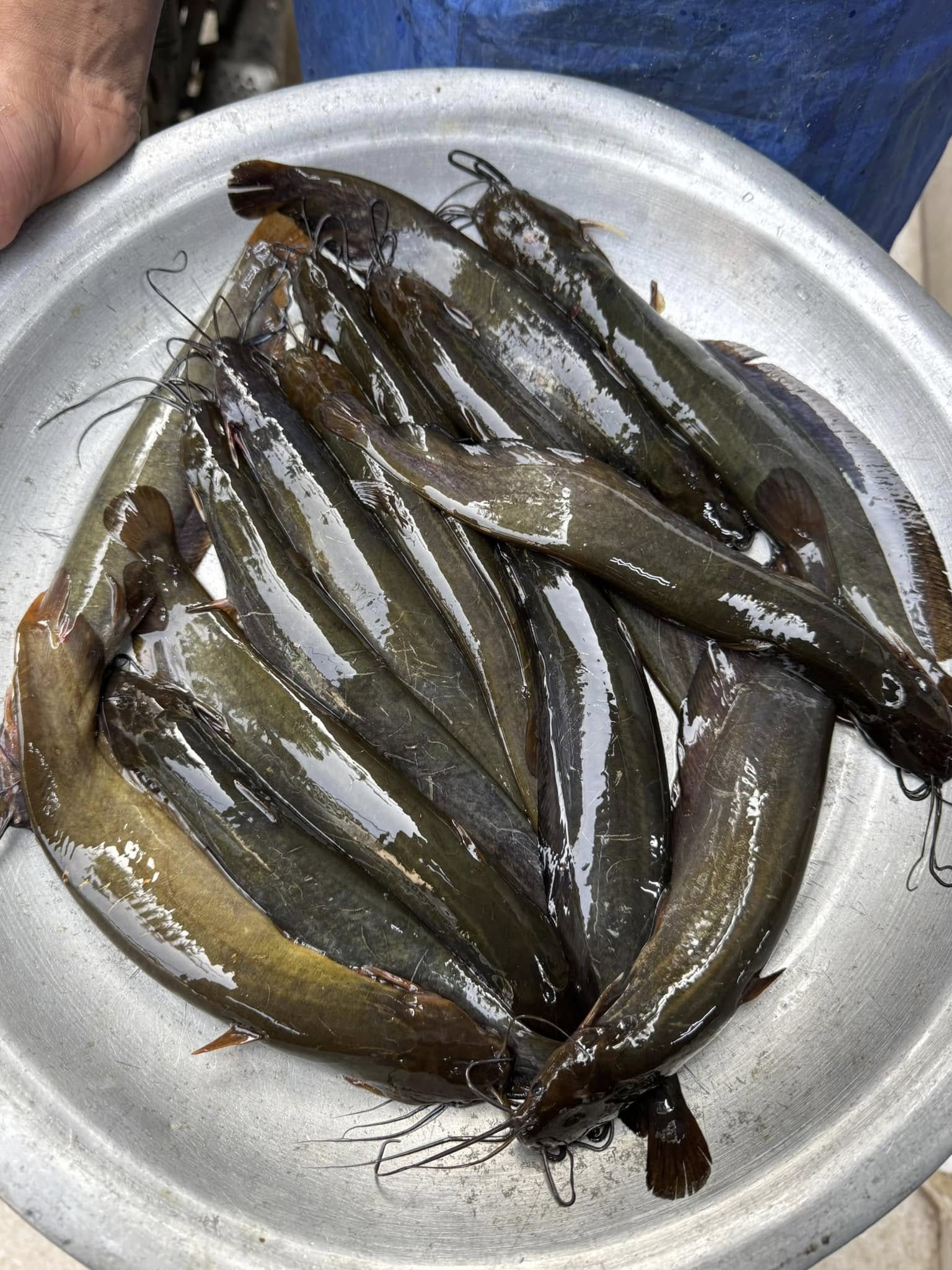 Deshi Shing (কিশোরগঞ্জের হাওরের দেশি শিং)