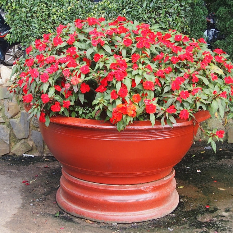 Balsam Flower Seed– বালসাম ফুল বীজ