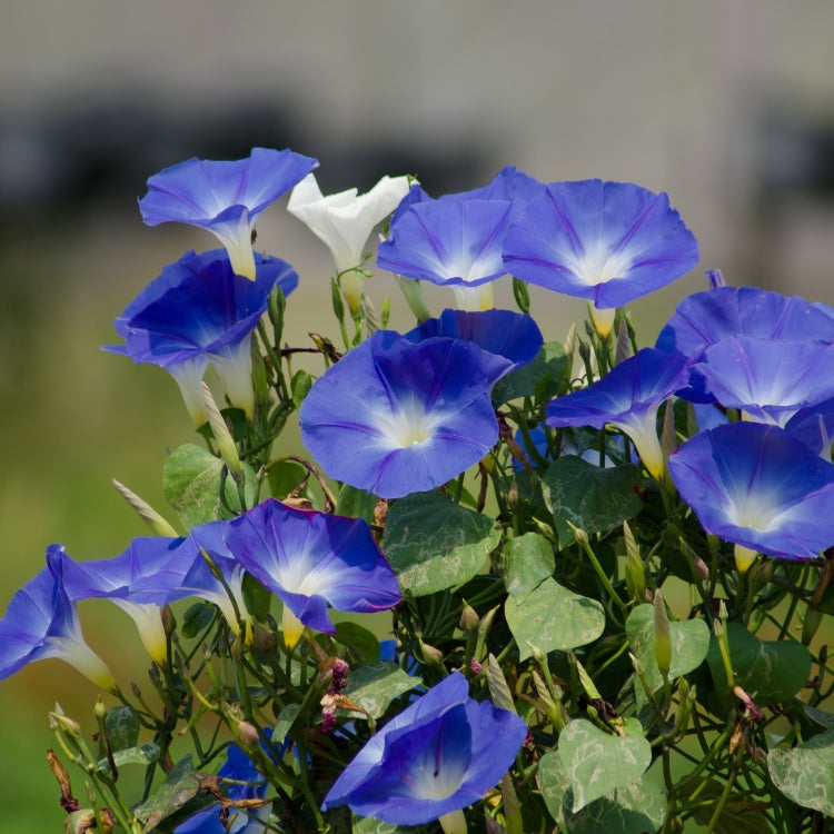 F1 Morning Glory Seed Mixed – এফ১ মর্নিং গ্লোরি মিক্সড