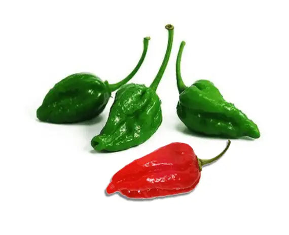 Bombay Chilli