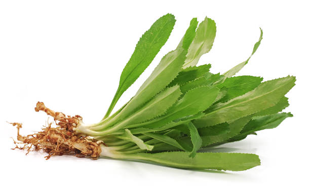 Long Coriander Leaves (Bilati Dhonia Pata) ± 10 gm