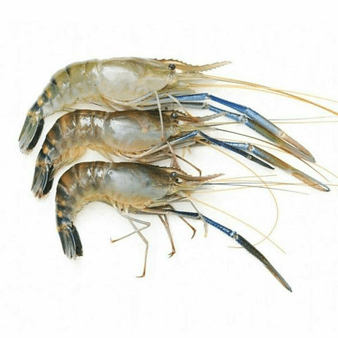 Galda Chingri (গলদা চিংড়ি)