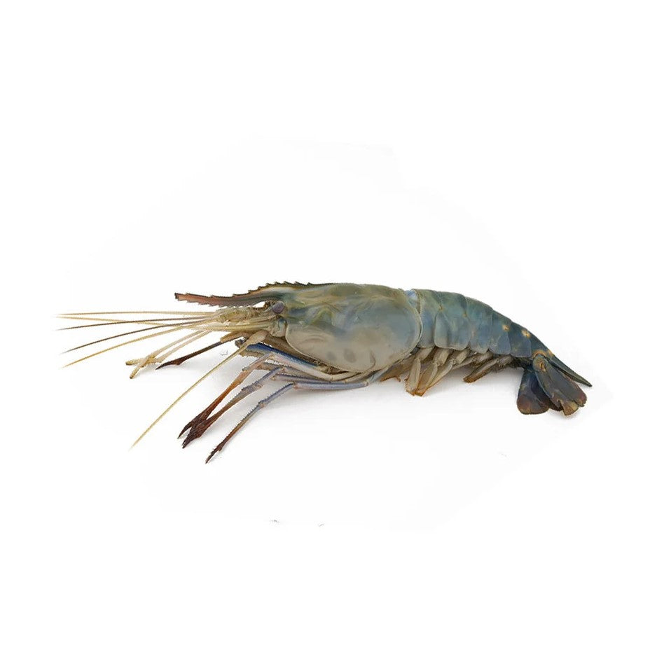 Galda Chingri (গলদা চিংড়ি)