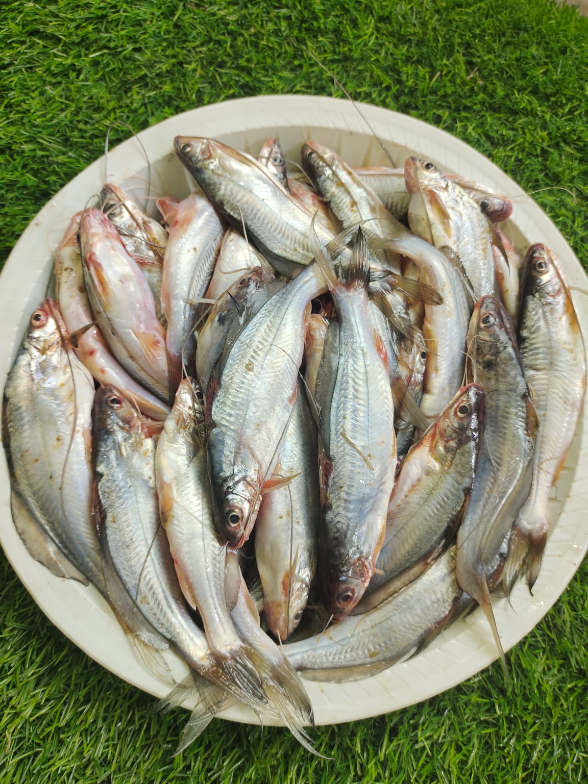 Gulsha Tengra (গুলশা টেংরা)