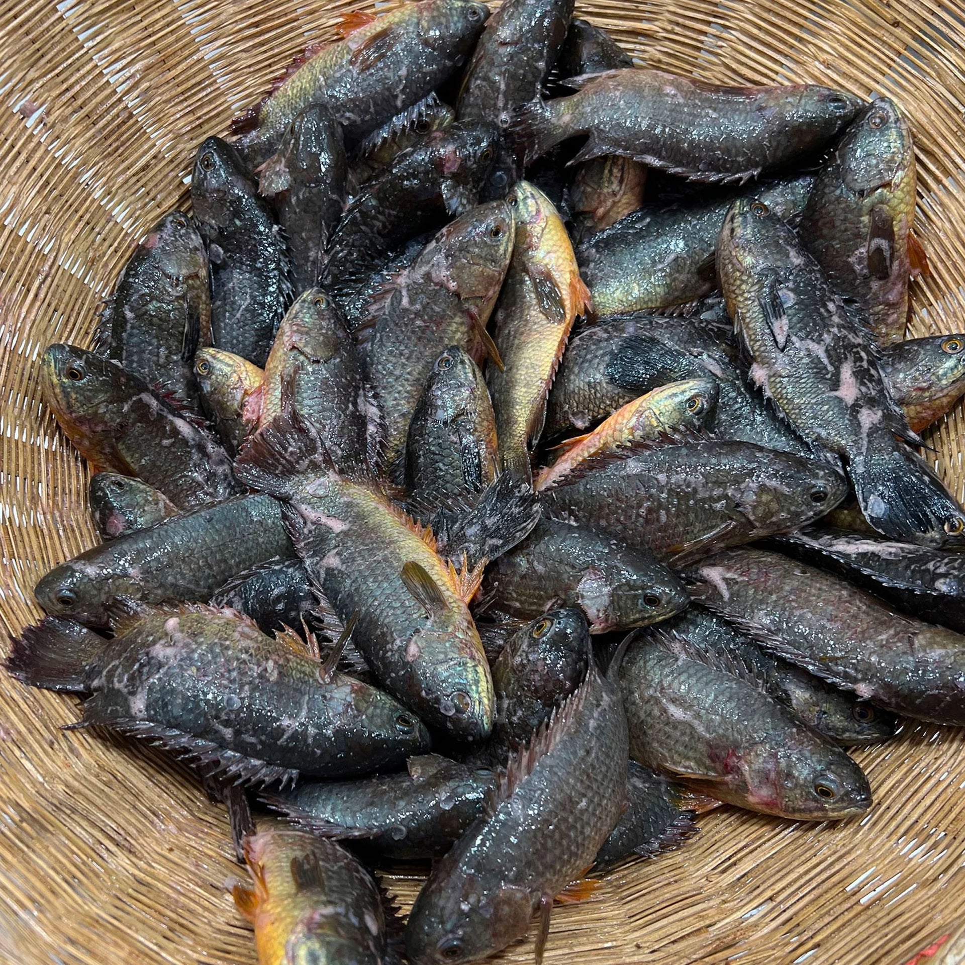 Deshi Koi (হাওরের দেশি কৈ)