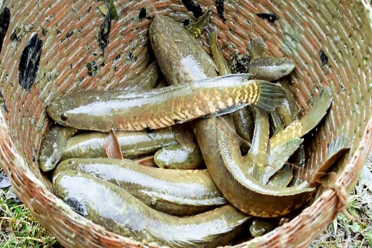 Jiol Mach (জিওল মাছ)