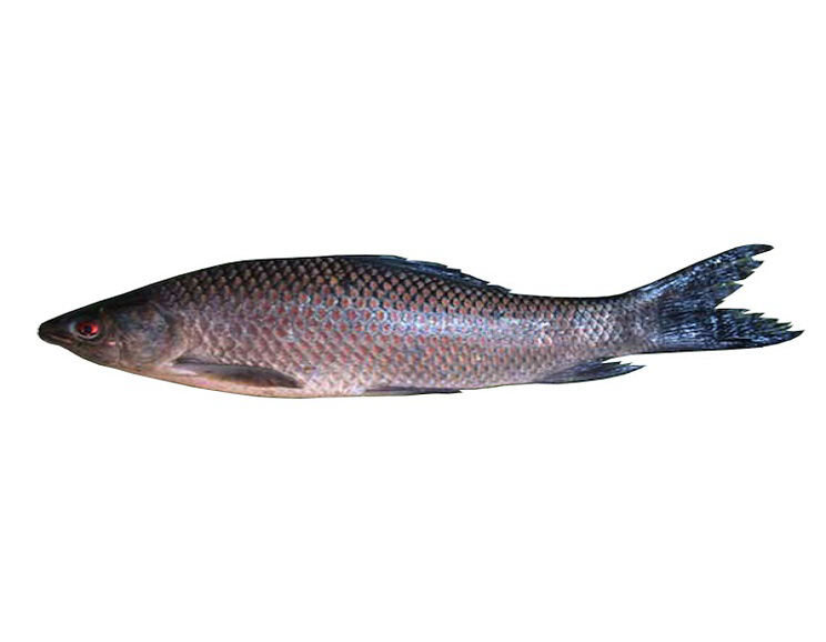 Kalibaush Mach (কালিবাউশ মাছ)