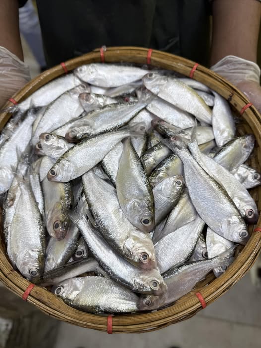 Kishoreganjer Chapila Boro Size (কিশোরগঞ্জের চাপিলা বড় সাইজ)