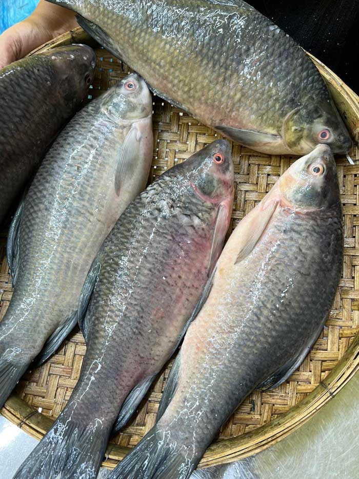 Kishoreganjer Haor-er Deshi Kalibaush (কিশোরগঞ্জের হাওরের দেশি কালিবাউস)
