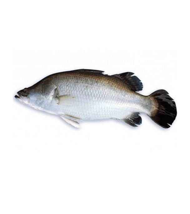 Koral FIsh (কোরাল মাছ)