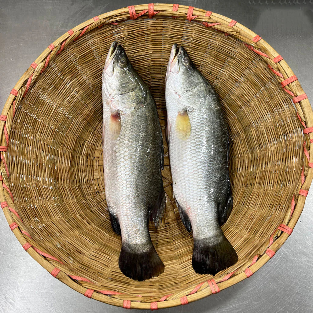 Koral FIsh (কোরাল মাছ)