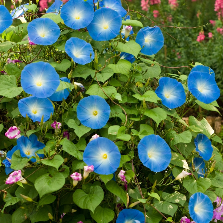 F1 Morning Glory Seed Mixed – এফ১ মর্নিং গ্লোরি মিক্সড