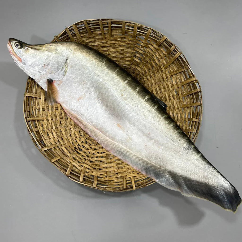 Nodir Chitol 5kg+ Size (নদীর চিতল ৫ কেজি+ সাইজ)