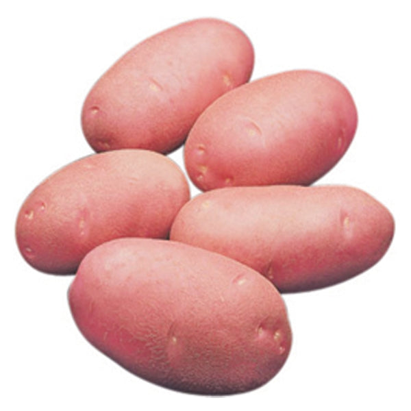 Red Potato Cardinal (Lal Alu) ± 50 gm