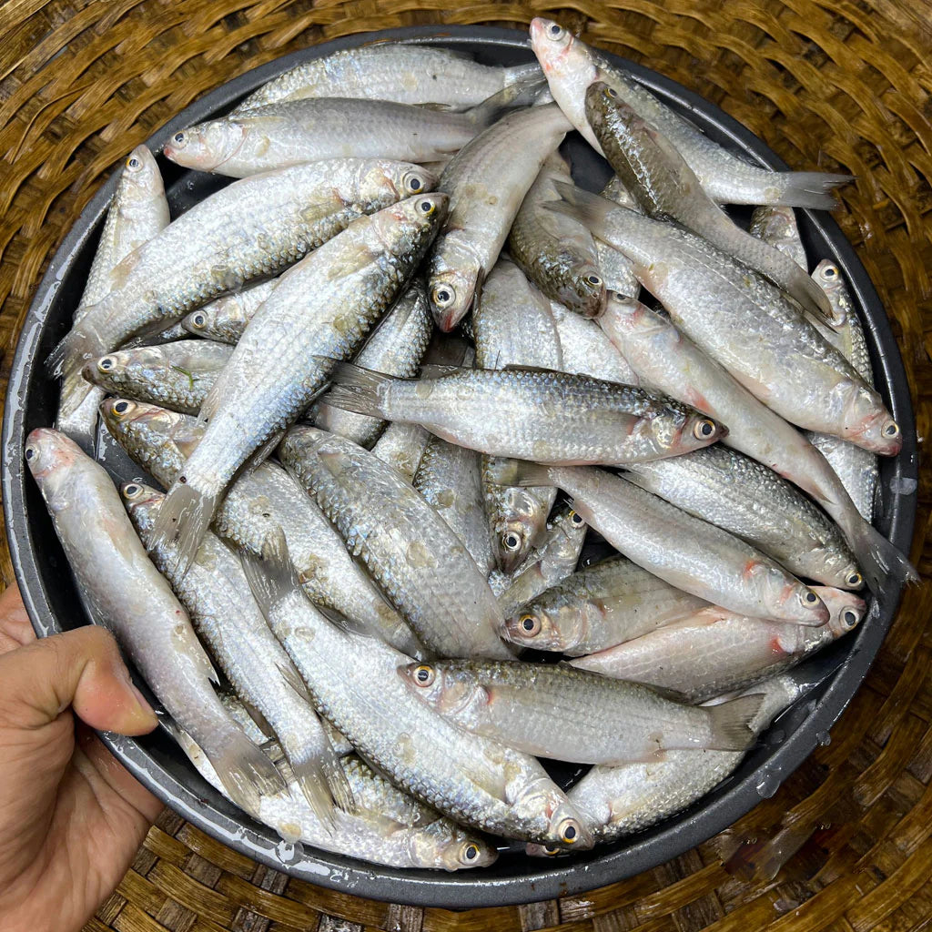 Parshe Mach (পারশে মাছ)