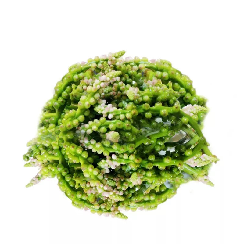 Pui Mituli (Pui Fol)