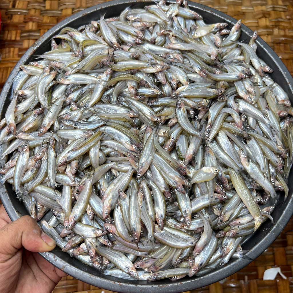 Batasi Mach (বাতাসি মাছ)