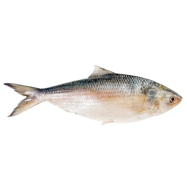 Rupali Hilsa (রুপালী ইলিশ)