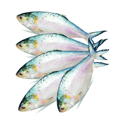Rupali Hilsa (রুপালী ইলিশ)