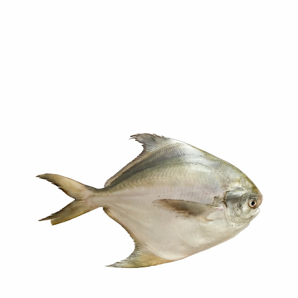 Rupchanda (রুপচাঁদা)