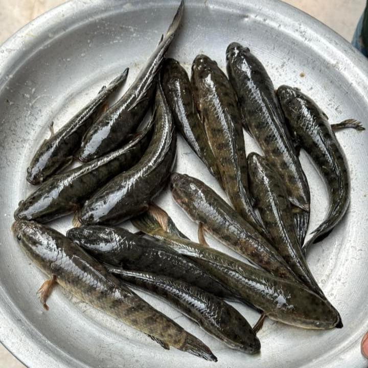 Biler Deshi Taki Mach Mixed (বিলের দেশি টাকি মাছ মিক্সড)