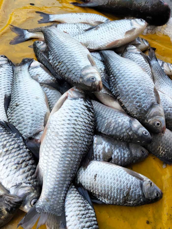 কিশোরগঞ্জের হাওরের দেশি স্বরপুটি বড় সাইজ