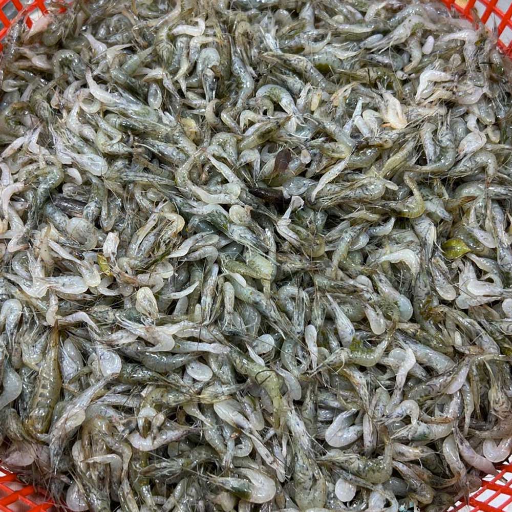 নদীর কইচ্যা/সবজি চিংড়ি মিক্সড সাইজ