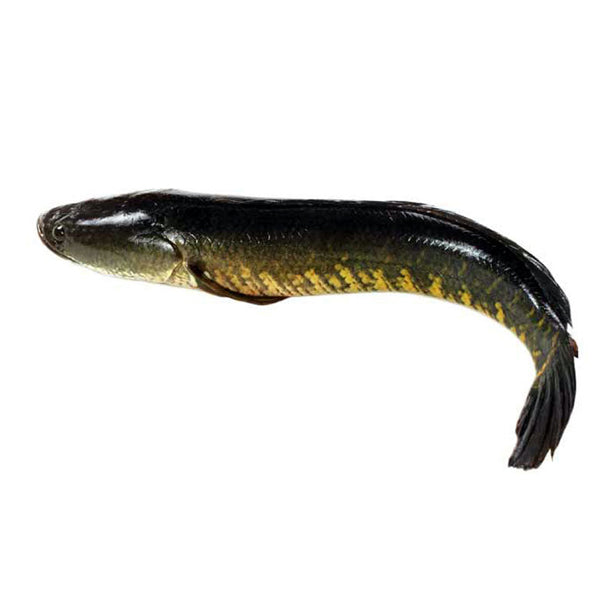 Shol Mach (শোল মাছ)