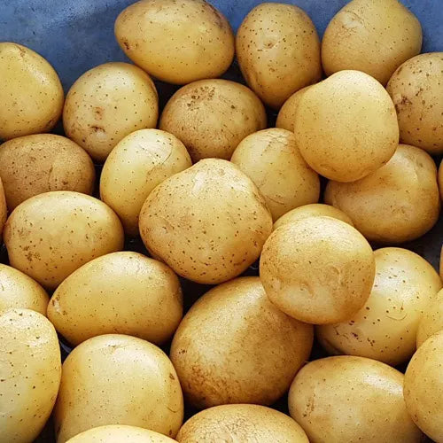 Baby Sized Potato (± 25 gm)