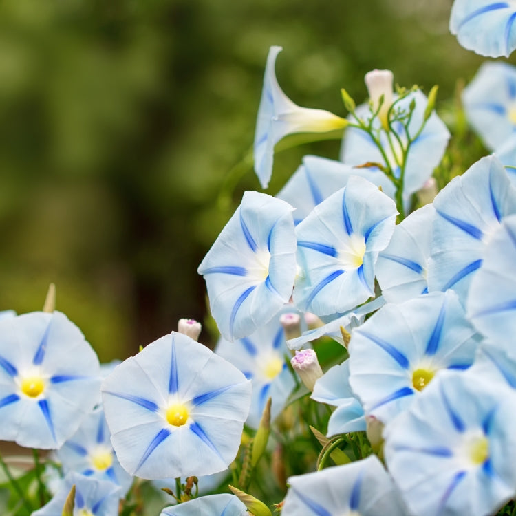 F1 Morning Glory Seed Mixed – এফ১ মর্নিং গ্লোরি মিক্সড