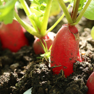 লাল মূল বীজ – Red Radish Seed (হাইব্রিড)