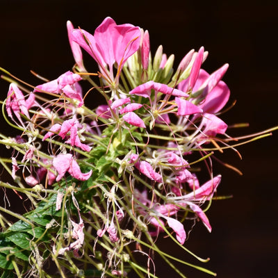 Clome Mixed Spider Flower – ক্লোম মিক্সড স্পাইডার ফুল