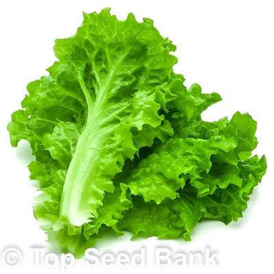 Lettuce Leaves ± 10 gm