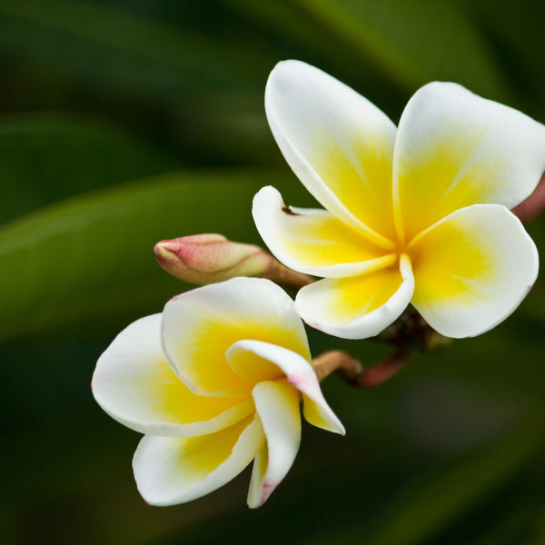 কাঠ গোলাপ বীজ (Frangipani) – Stunning Summer Flower