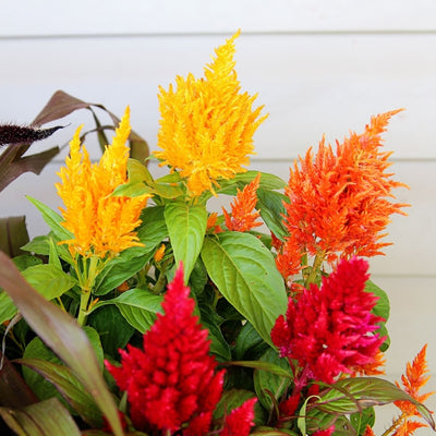 F1 Celosia Mixed – সেলোসিয়া মিশ্রিত ফুল