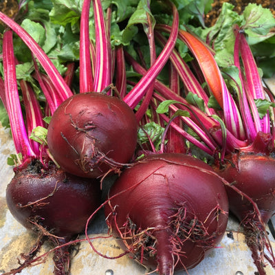 এফ১ হাইব্রিড বিট বীজ – F1 Hybrid Beetroot Seeds