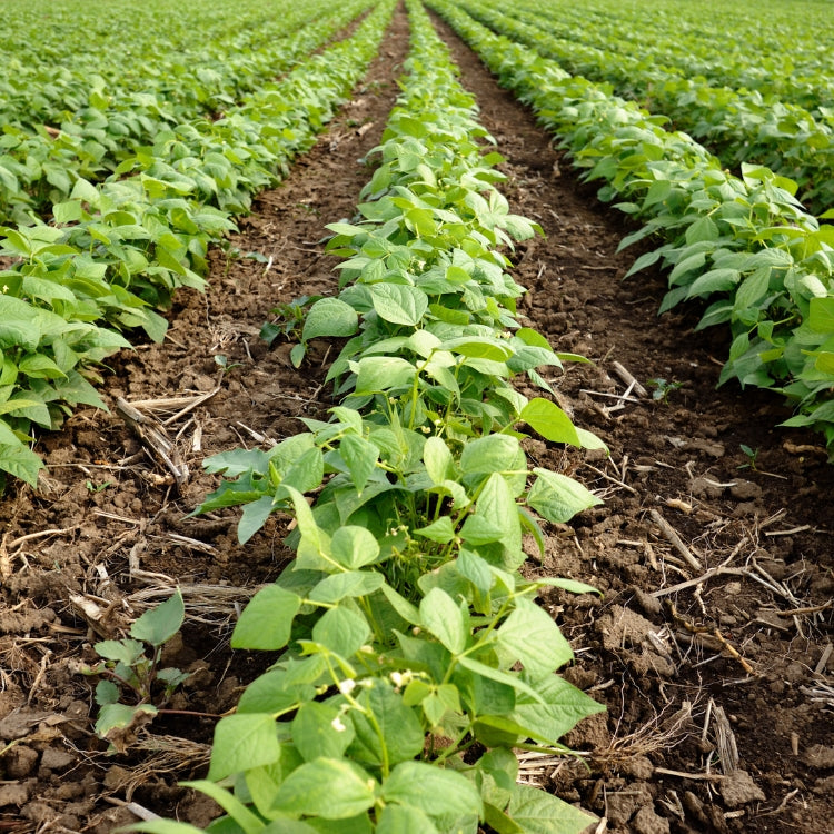 এফ১ ফ্রেঞ্চ বিন বীজ – F1 French Bean Seeds