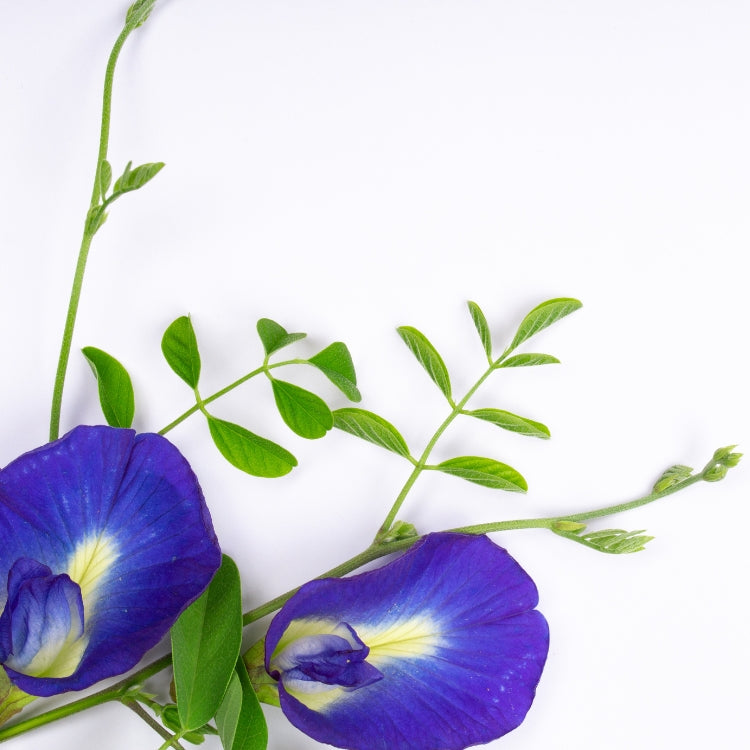 এফ১ অপরাজিতা মিক্সড - F1 Butterfly Pea Mixed seed