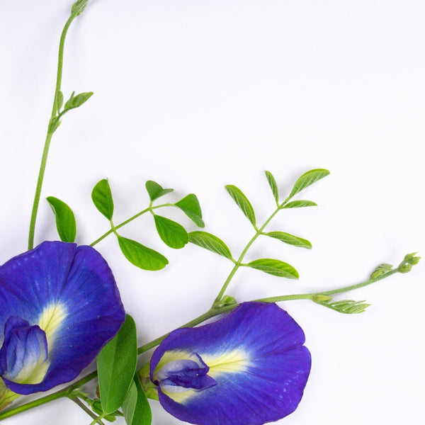 এফ১ অপরাজিতা মিক্সড - F1 Butterfly Pea Mixed seed