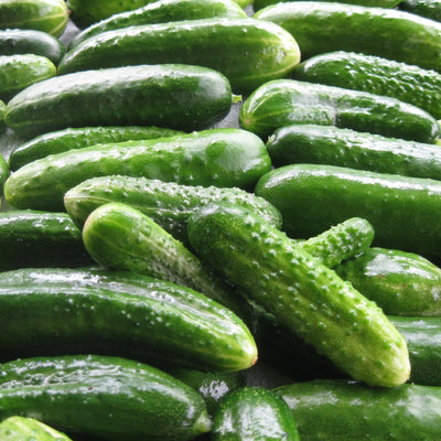 আরবিয়ান শসা বীজ – Arabian Cucumber Seeds (Hybrid)