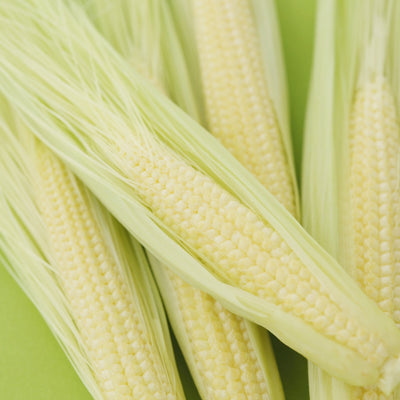 বেবি কর্ন বীজ – Baby Corn Seed (হাইব্রিড)
