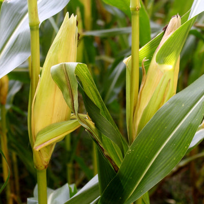 বেবি কর্ন বীজ – Baby Corn Seed (হাইব্রিড)