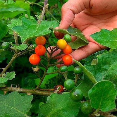 তিত বেগুন/বন বেগুন বীজ – Bitter Brinjal Seed (Hybrid)