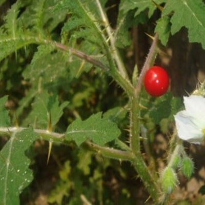 তিত বেগুন/বন বেগুন বীজ – Bitter Brinjal Seed (Hybrid)